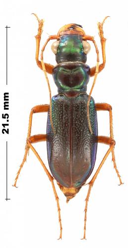 Tetracha virginica